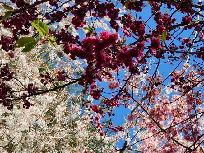 228连假到武陵赏樱，是欣赏三色樱同框的好时机。（武陵农场提供／陈淑娥台中传真）