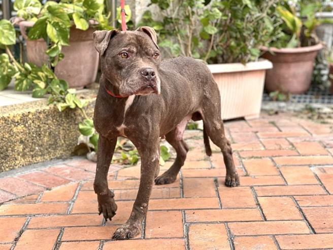 228合法饲养比特犬最后期限将到!逾期未办理宠登将罚锾5-25万元。(高雄市动保处提供／林雅惠传真)