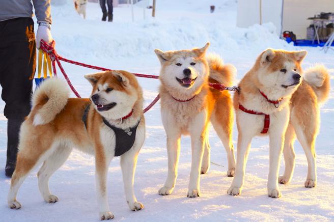 祭典现场聚集许多可爱的家犬，更不乏秋田县最出名的秋田犬。（何书青摄）