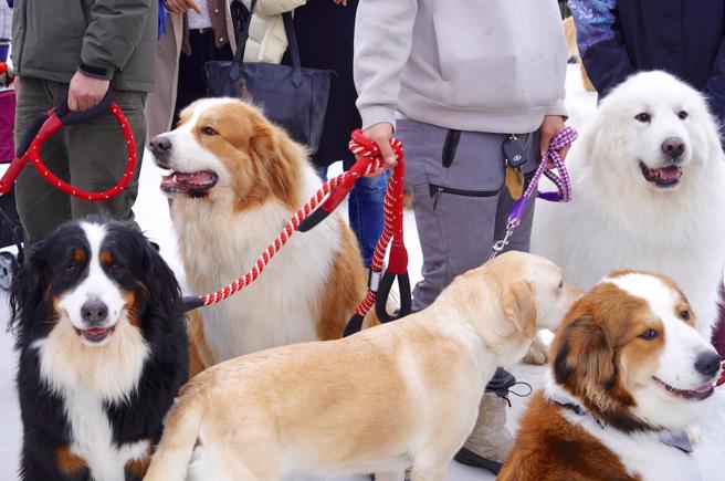 许多人都带着自家爱犬来祈福，即便没有养狗狗的人也会来这里一赌萌犬风采。（何书青摄）