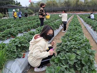 遊客湧入採草莓 台中潭子盛產期品種繁多