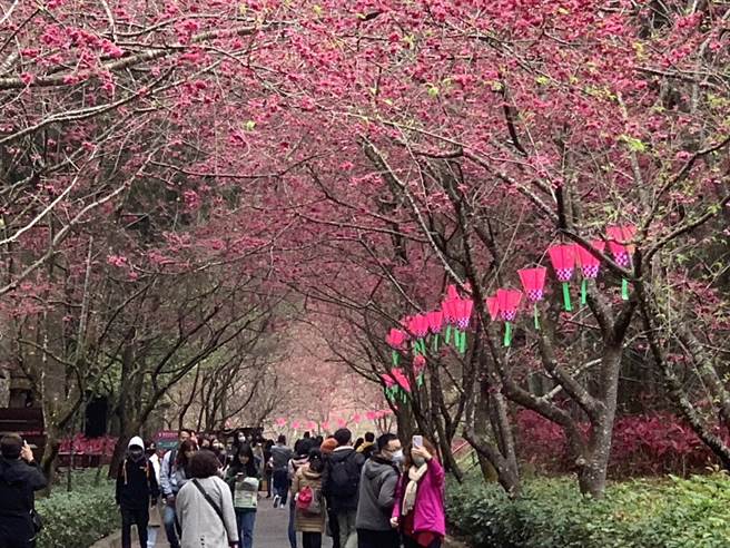 游客228连假衝九族文化村赏樱花，业者上午10时许公告园区将客满，建议转往其他地区游玩。（业者提供／杨静茹南投传真）