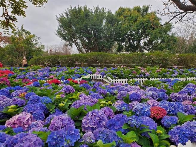 台北杜鹃花季尚未开始，展区绣球花抢先盛开。（北市公园处提供／杨亚璇台北传真）