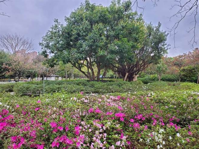 台北杜鹃花季的杜鹃花心心将于3月5日后逐渐盛开。（北市公园处提供／杨亚璇台北传真）