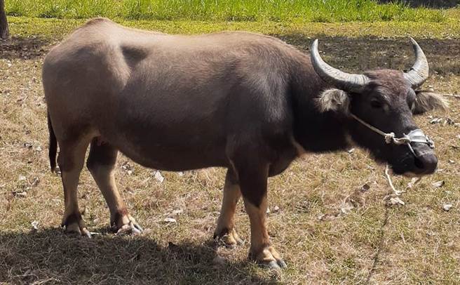 安南区拾获水牛经过月余无人认领，农业局将其安置老牛的家饲养。（台南市农业局提供／程炳璋台南传真）