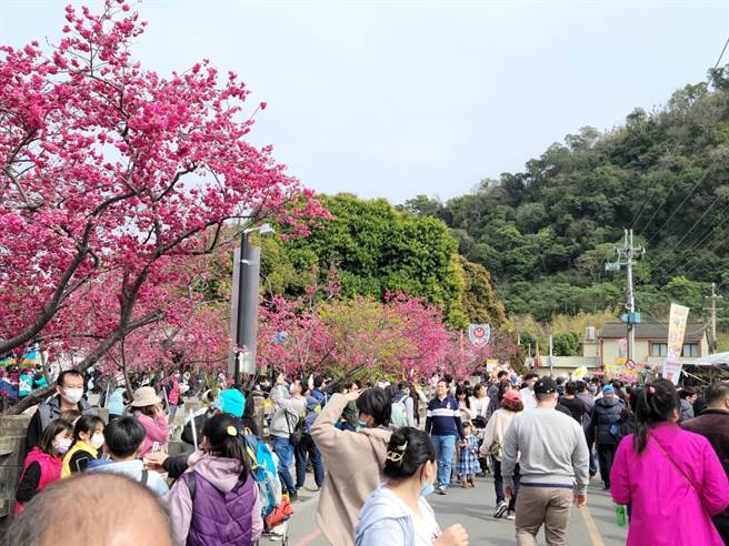 台中后里泰安赏樱游客26日暴增，逾1.2万人次造访。（陈淑娥摄）
