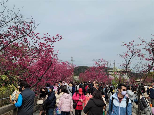 台中后里泰安赏樱游客26日暴增，逾1.2万人次造访。（陈淑娥摄）