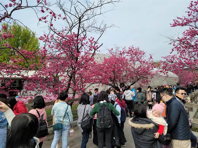 台中后里泰安赏樱游客26日暴增，逾1.2万人次造访。（陈淑娥摄）