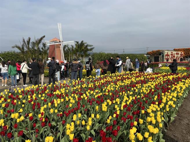 后里中社观光花市游客如织，郁金香美景尽收眼底。（陈淑娥摄）
