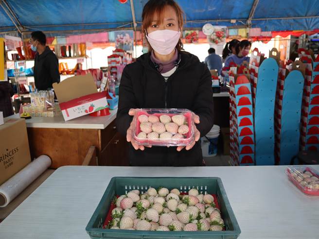 白草莓未开放眾採摘，若想品尝可预订。（陈淑娥摄）