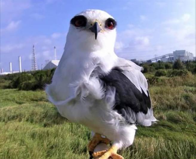 云林县麦寮乡台塑六轻「猛禽栖架」，吸引黑翅鸢帮忙除鼠害。（台塑企业提供／张朝欣云林传真）