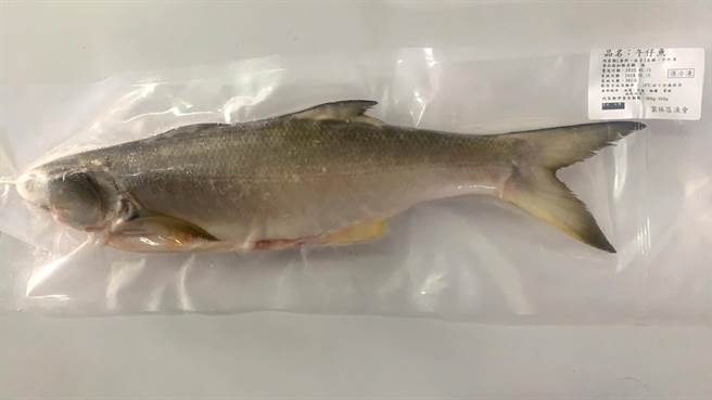 雲林區漁會促銷午仔魚，享用魚類第1美味正是時候。（雲林區漁會提供／張朝欣雲林傳真）