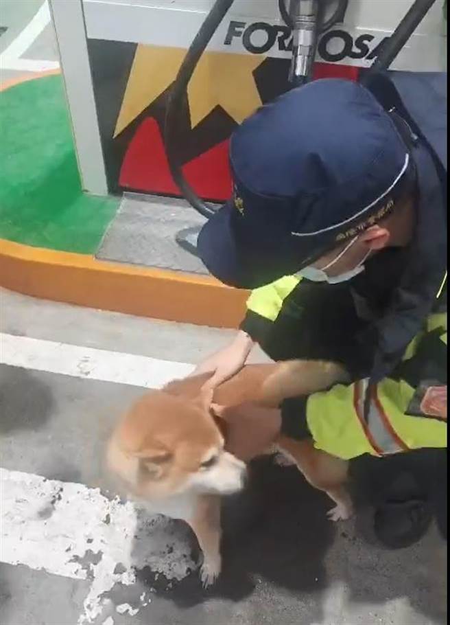 基隆市七堵区25日晚间有民眾通报一只亲人的柴犬在加油站徘徊，疑似是走失的小狗，警方迅速到场「逮捕」这只可爱的柴柴。（基隆市警察局提供／张志康基隆传真）