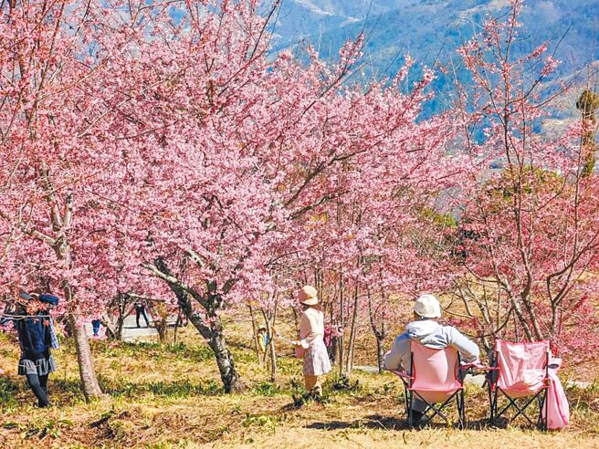 福寿山千樱园樱花经矮化栽培，随便拍都能与浪漫樱花同框。（福寿山农场提供／陈淑娥台中传真）