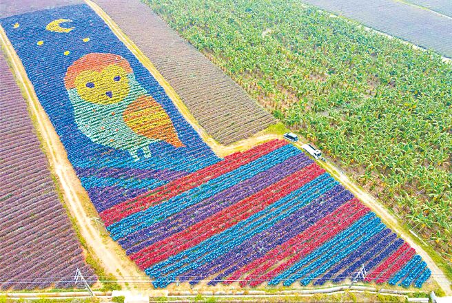 屏科大团队绘制的凤梨彩帽猫头鹰「旺福鸮」。（屏科大提供／谢佳潾屏东传真）