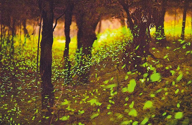 高雄那玛夏赏萤季每年3、4月举行，夜之精灵萤光炫舞，吸引大批海内外游客前来朝圣。（高市观光局提供／柯宗纬高雄传真）