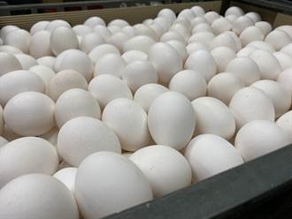 首批進口澳洲蛋已抵台 最快3月1日可調度給加工業者