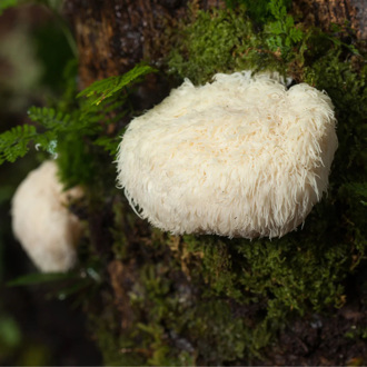 實驗發現  這種蘑菇可補腦 改善記憶與認知
