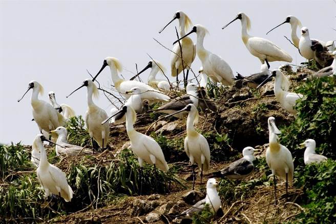 摄影家王徵吉1992年因採访而踏上拍摄黑面琵鹭之路。（采昌国际多媒体提供）