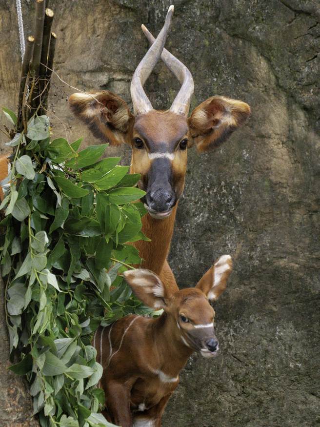 斑哥羚羊生性機警膽小，元宵大多時候都會躲藏在隱密處。（北市動物園提供）