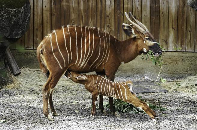 元宵目前身體健康。（北市動物園提供）