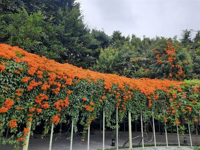 攀爬的炮仗花在廊道顶端倾泻而下，连串的花束宛若橘黄色瀑布花海。（北市公园处提供／杨亚璇台北传真）