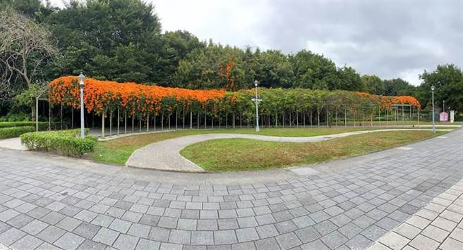 花博圆山园区藏有炮仗花廊道。（北市公园处提供／杨亚璇台北传真）