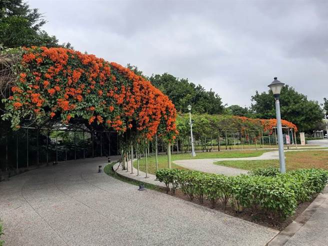 花博圆山园区炮仗花廊道，走过路过请不要错过。（北市公园处提供／杨亚璇台北传真）