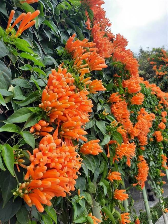 炮仗花又称炮竹花，累累花串好似喜庆燃放的鞭炮而闻名。（北市公园处提供／杨亚璇台北传真）