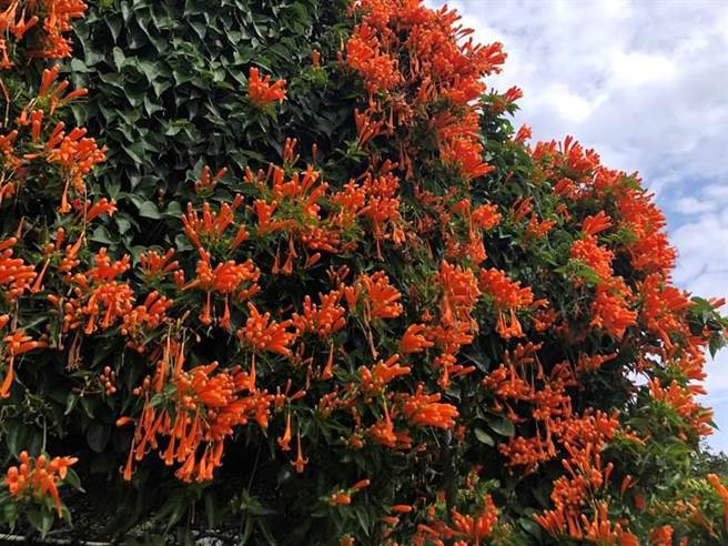 花博圆山园区炮仗花橘黄瀑布景象超壮观。（北市公园处提供／杨亚璇台北传真）