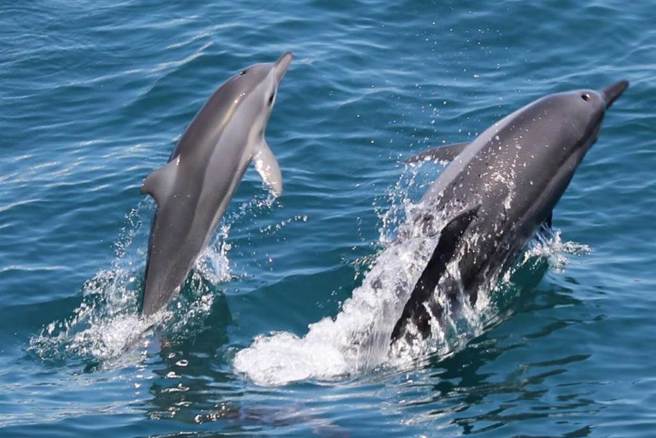 每年的5月至8月是龟山岛赏鲸豚的最佳季节。（东北角管理处提供／吴佩蓉宜兰传真）