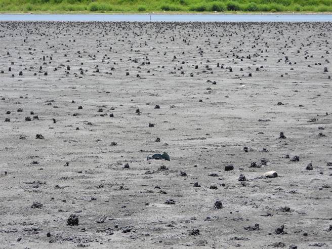 云林县麦寮乡浊水溪出海口因长期未开发，成为台湾特有种旱招潮蟹的最大栖地。（吴明宜提供／张朝欣云林传真）