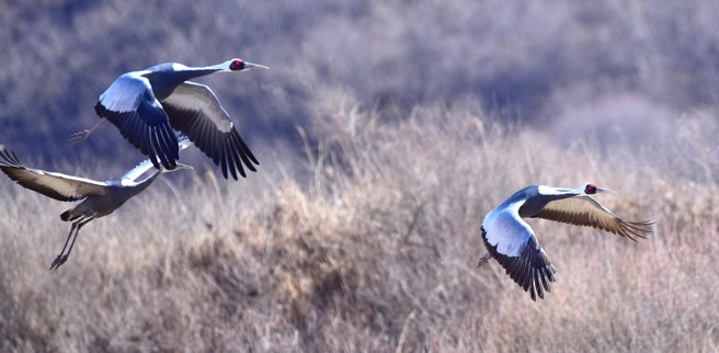 濒危动物白枕鹤。（图／Shutterstock）