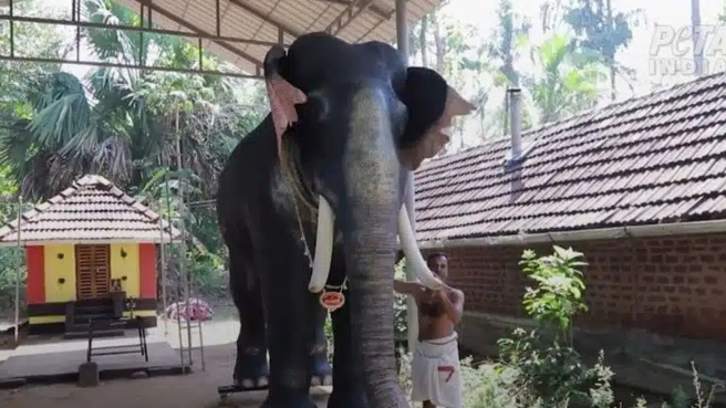 机器大象Irinjadapilly Raman，大象的头、眼睛、嘴巴、耳朵和尾巴都会动。(图/Twitter) 