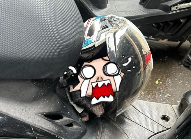 一名网友发现隔壁停放的机车悬挂安全帽内竟有一只黑猫躲在里头，黑猫疑似太冷躲在帽里取暖。（翻摄自脸书「路上观察学院」）