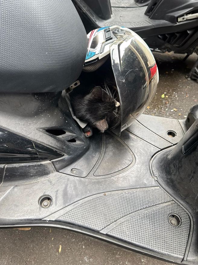 一名网友发现隔壁停放的机车悬挂安全帽内竟有一只黑猫躲在里头，黑猫疑似太冷躲在帽里取暖。（翻摄自脸书「路上观察学院」）
