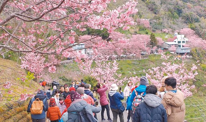桃园拉拉山樱花盛开，228连假吸引许多游客上山赏樱。（桃园市观旅局提供／吕筱蝉桃园传真）