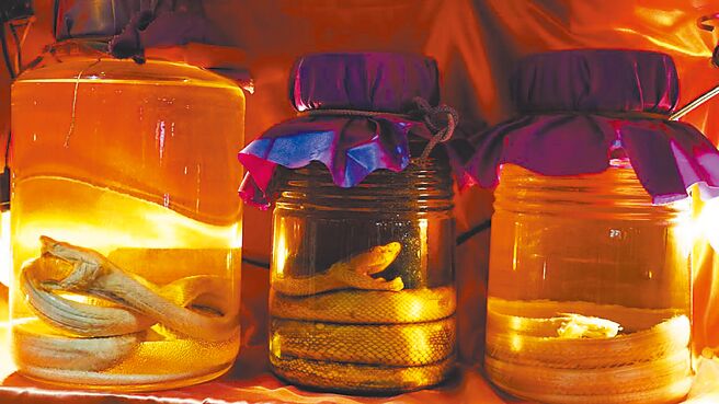 在台湾有许多民眾喜欢泡动物类的药酒来喝，认为可以有治疗身体不适的功效，而蛇酒就是最常见的一种，蛇酒在民间更有天赐良药的美称，但若喝错恐会造成生命危险。（本报资料照片）（酒后不开车 开车不喝酒）