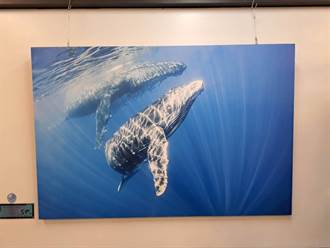 將國際級鯨豚攝影作品搬進校園 大成國中揭開神秘海洋面紗