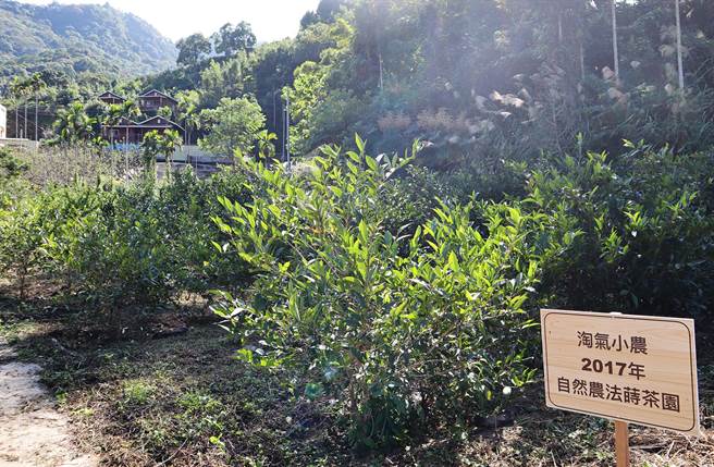 「自然农法」茶树与杂草共生，邱志威种植的茶树没有修剪的整整齐齐，茶树反而比人高。（陈世宗摄）