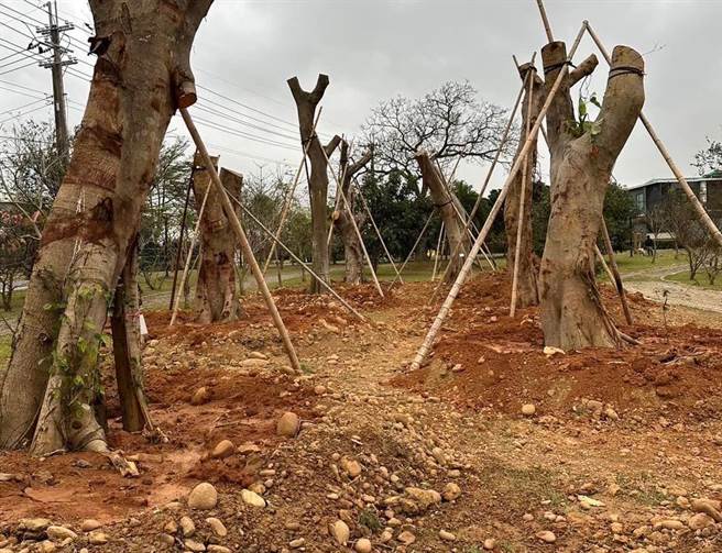 桃園市楊梅區甡甡路施作道路拓寬工程，範圍內許多大榕樹被移植到和平森林公園中。（周玉琴提供／蔡明亘桃園傳真）