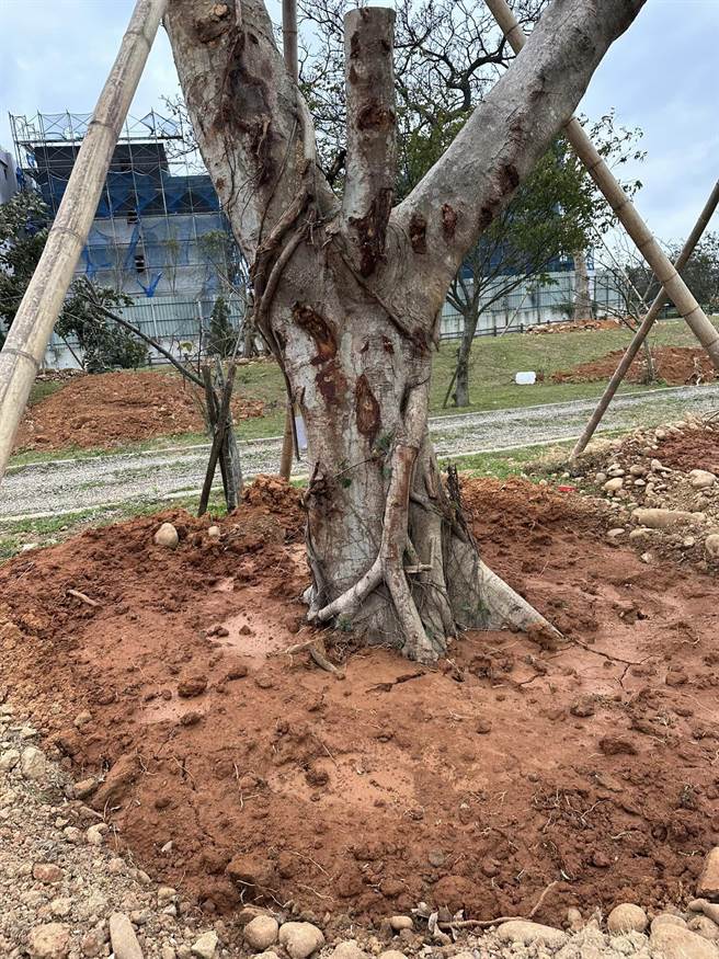 地方質疑榕樹間未留妥當間距，新工處說明此為暫時假植，後續將另尋他處進行定植。（周玉琴提供／蔡明亘桃園傳真）