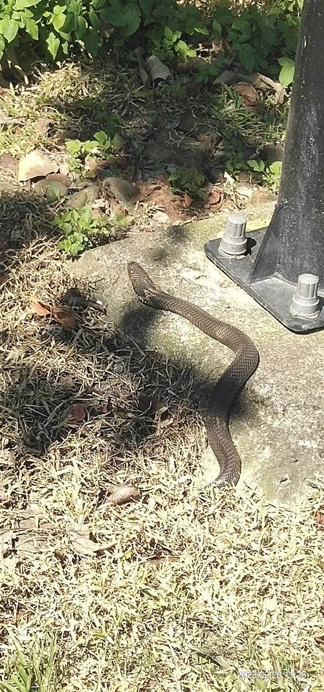 民眾在浮洲自行车道发现1条眼镜蛇。（翻摄自爆料公社脸书）