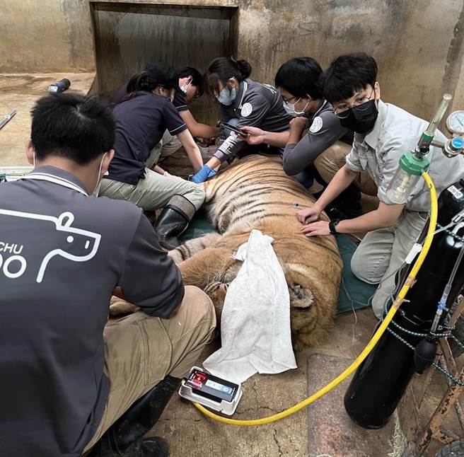 新竹市立動物園老虎明星「來福」，因已高齡17歲且嚴重老化，去年底已被施以人道安樂死。圖為過去其接受治療的相關畫面。（新竹市立動物園提供／陳育賢新竹傳真）