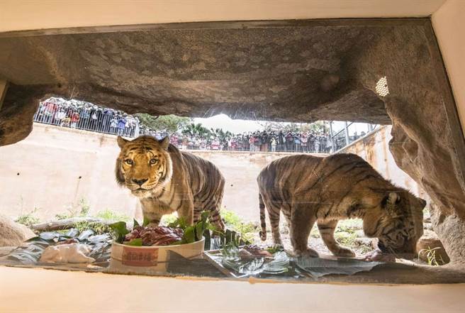 新竹市立動物園老虎明星「來福」與「六福」一直深受民眾喜愛。（新竹市政府提供／陳育賢新竹傳真）