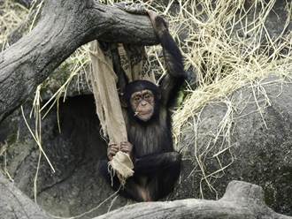挑食黑猩猩不喜歡菠菜、茼蒿 竟擺出「圓型魔法陣」