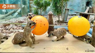 品觀點｜壽山動物園設計覓食機關 讓動物行為豐富化