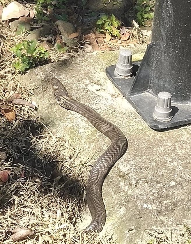 板桥浮州自行车道，被民眾发现有大蛇出没。（翻摄爆料公社）