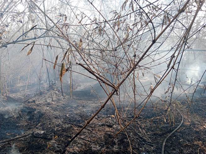 崙背乡草湖村堤防防风林的竹林昨日起火４起扑灭，今天又传出起火，居民怀疑有毒虫纵火。(民眾提供)