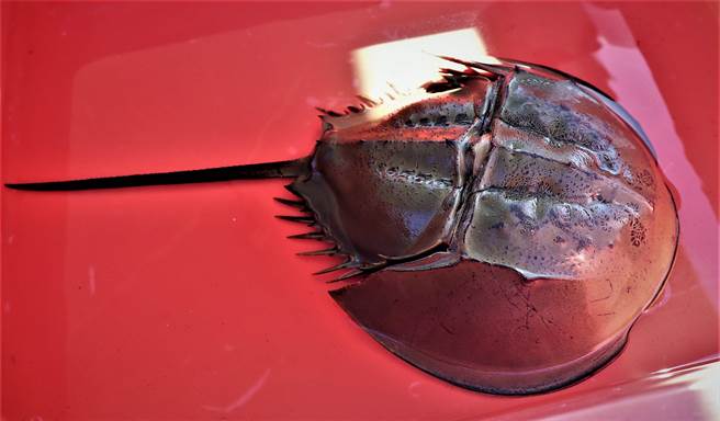 澎湖县政府为维护辖内三棘鲎生态资源，避免不当採捕，依据渔业法公告订定相关限制事宜，辖区海域内全年禁止採捕三棘鲎。（张茂雄摄）